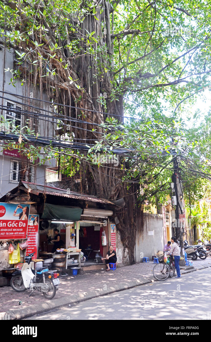 Un figuier pousse sur une boutique à Hanoi, Vietnam Banque D'Images