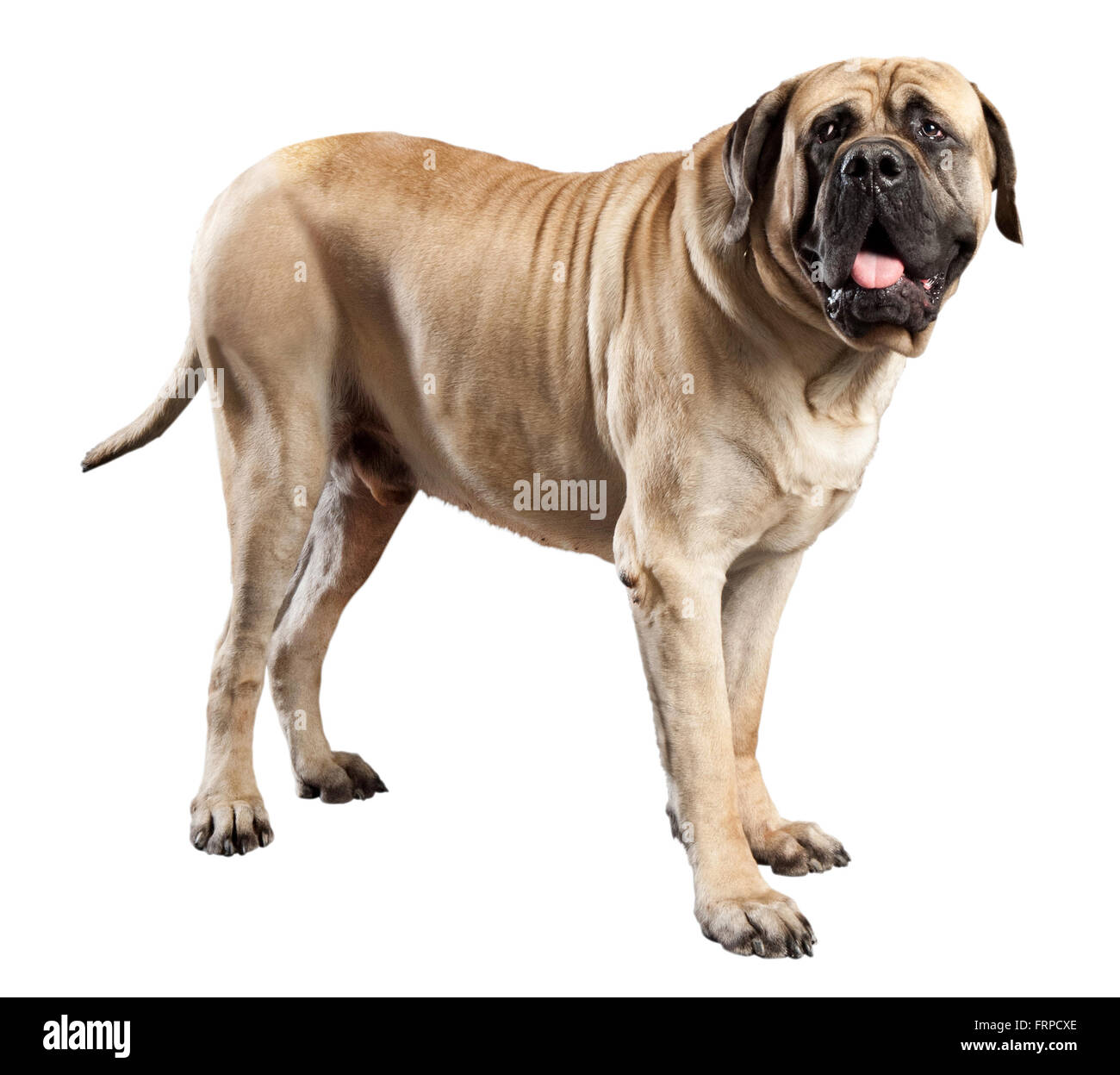Grand chien de mastiff de couleur fauve, élevé comme un chien de garde, isolé sur blanc debout sur le côté haletant et à la recherche à la gauche de la Banque D'Images