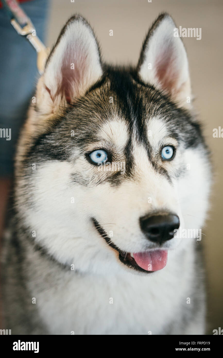Close up blue-eyed chien husky de Sibérie adultes gris Banque D'Images