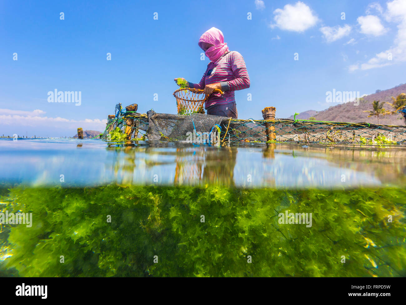 Ferme d'algues. Sumbawa. L'Indonésie. Banque D'Images