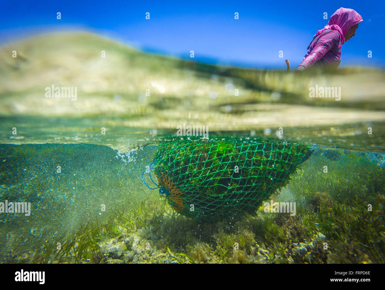 Ferme d'algues. Sumbawa. L'Indonésie. Banque D'Images