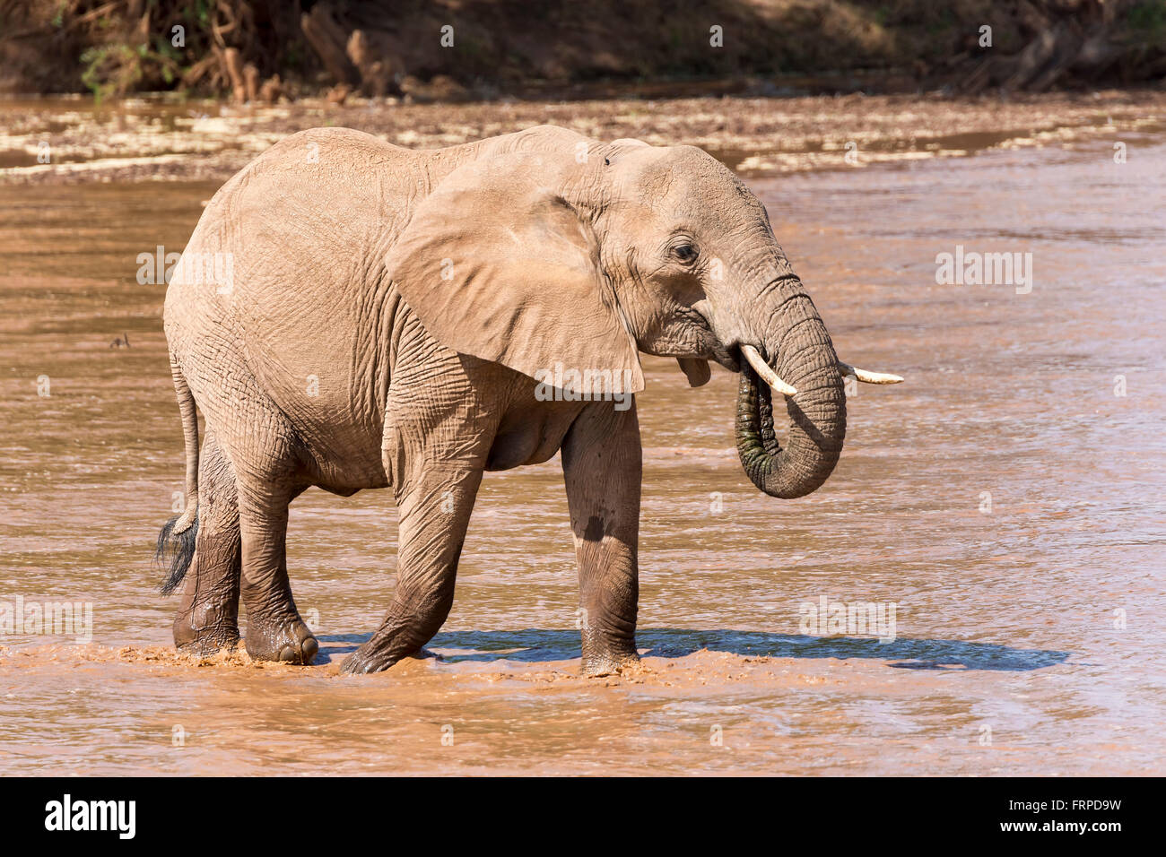 L'éléphant africain (Loxodonta africana) de boire à la rivière, la réserve nationale de Samburu, Kenya Banque D'Images
