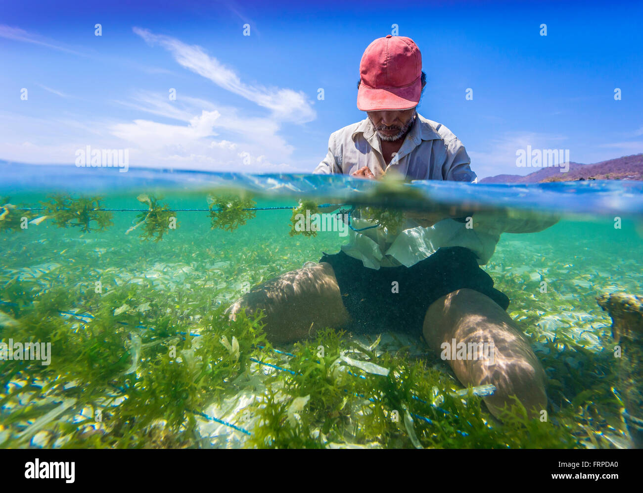 Seaweed farm.Sumbawa.L'Indonésie. Banque D'Images
