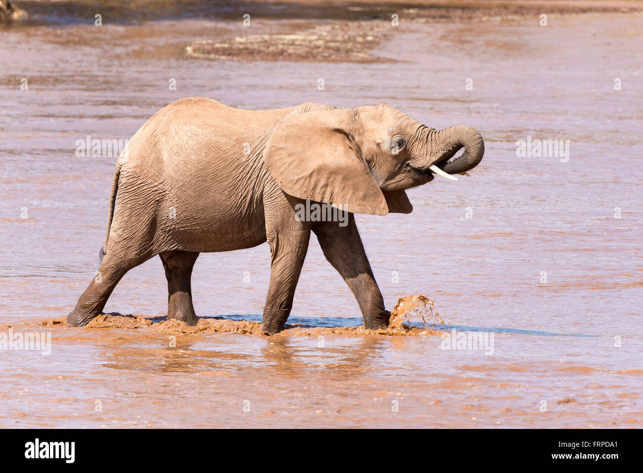 L'éléphant africain (Loxodonta africana), veaux traversant une rivière, la réserve nationale de Samburu, Kenya Banque D'Images