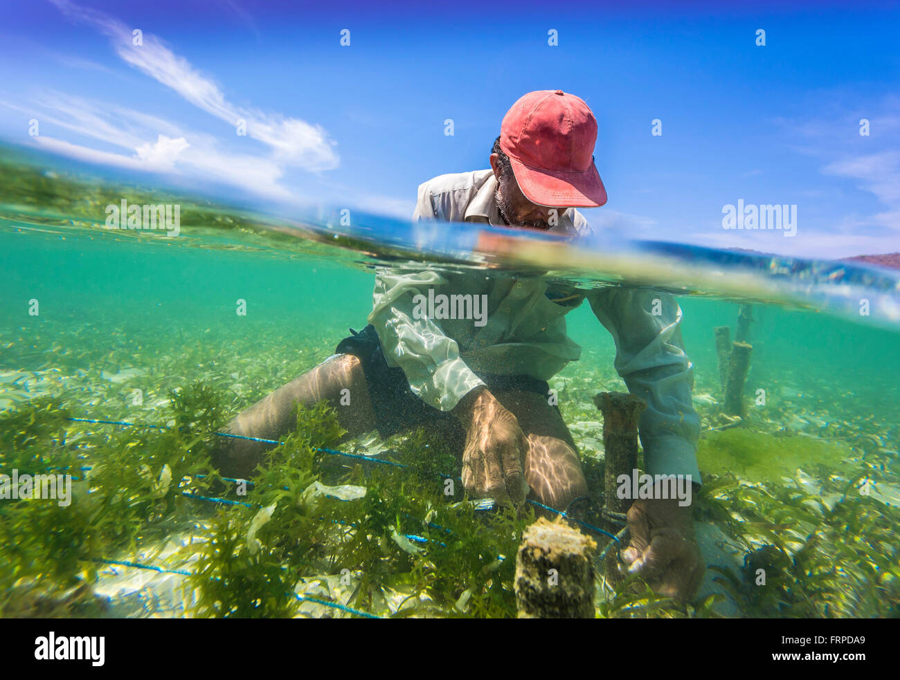 Seaweed farm.Sumbawa.L'Indonésie. Banque D'Images