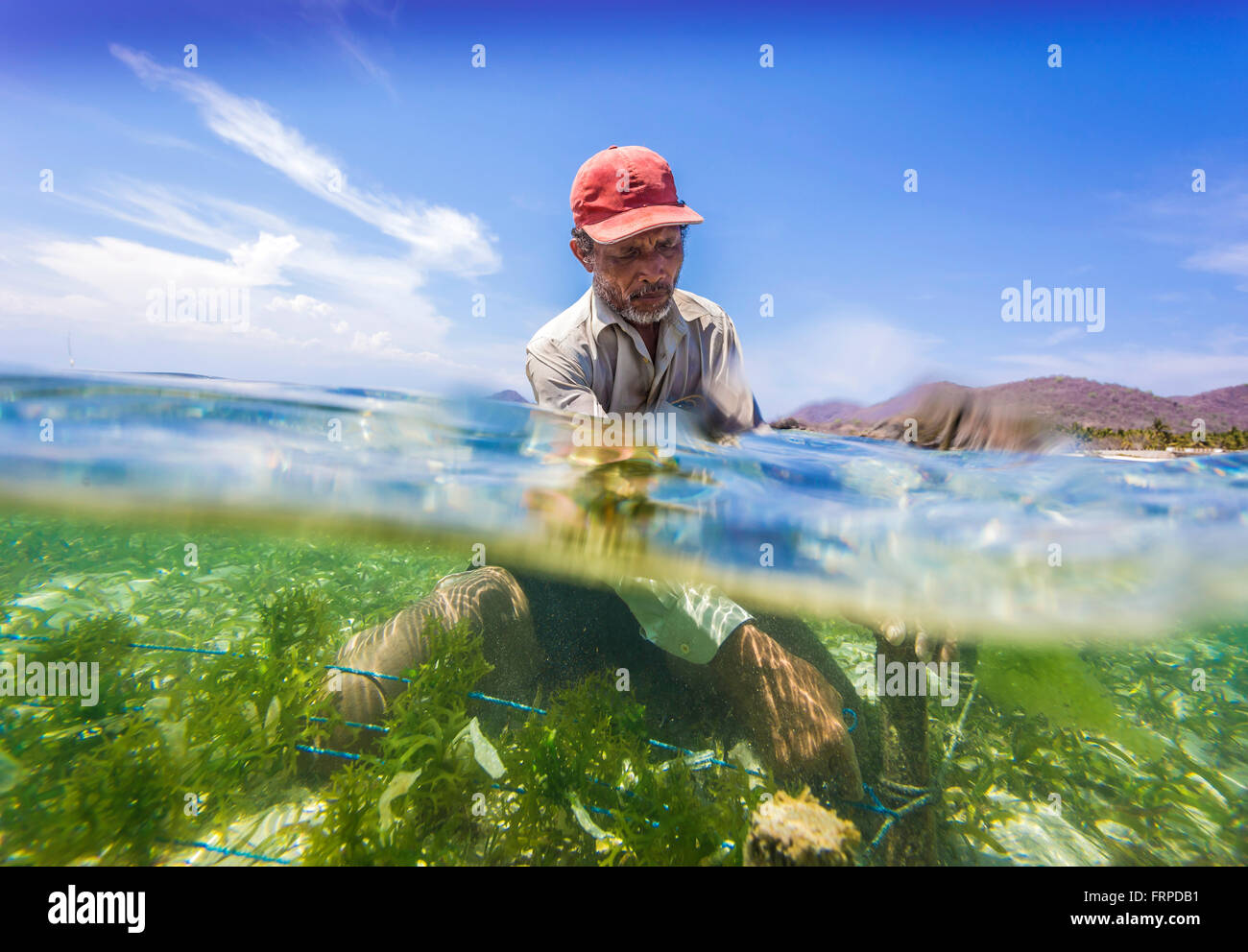 Seaweed farm.Sumbawa.L'Indonésie. Banque D'Images