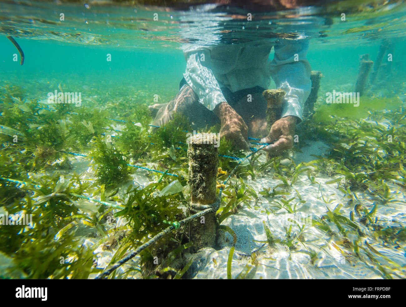 Seaweed farm.Sumbawa.L'Indonésie. Banque D'Images