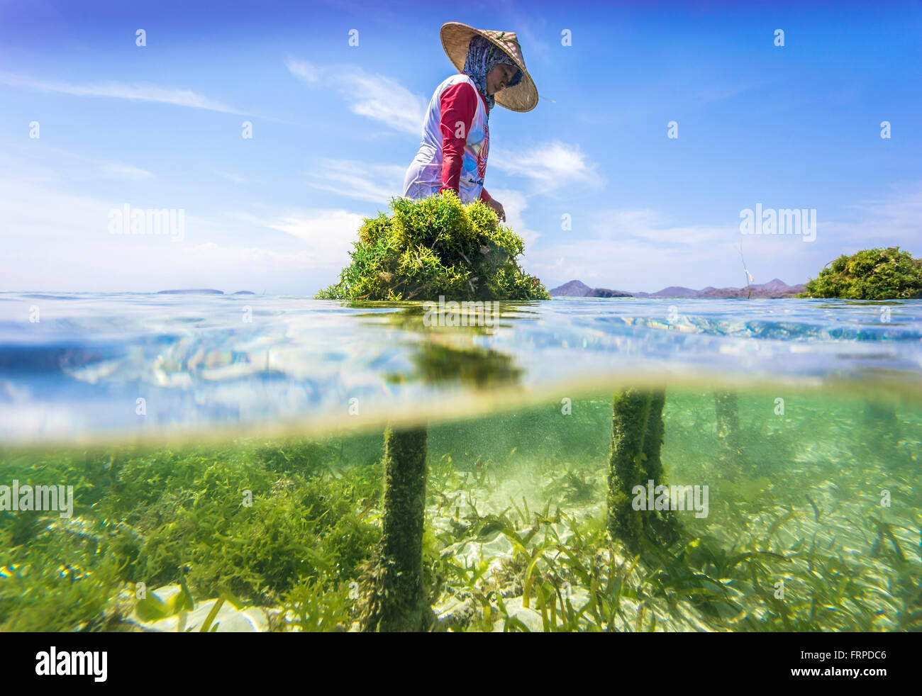Seaweed farm.Sumbawa.L'Indonésie. Banque D'Images