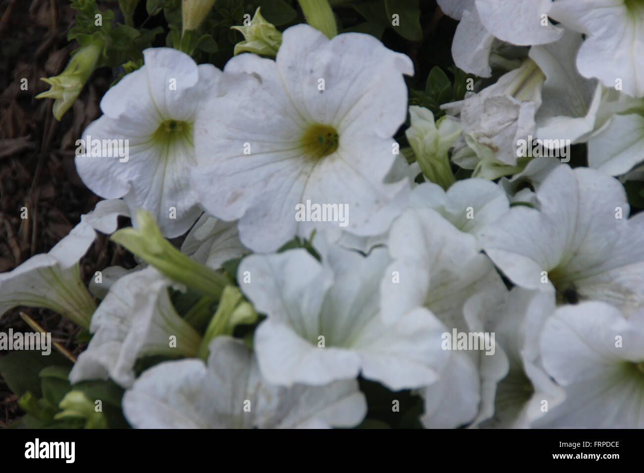 Petunia hybrida blanc, cultivé avec herbe annuelle ovées à oblongues vert feuilles et fleurs en forme de trompette de couleur blanche Banque D'Images