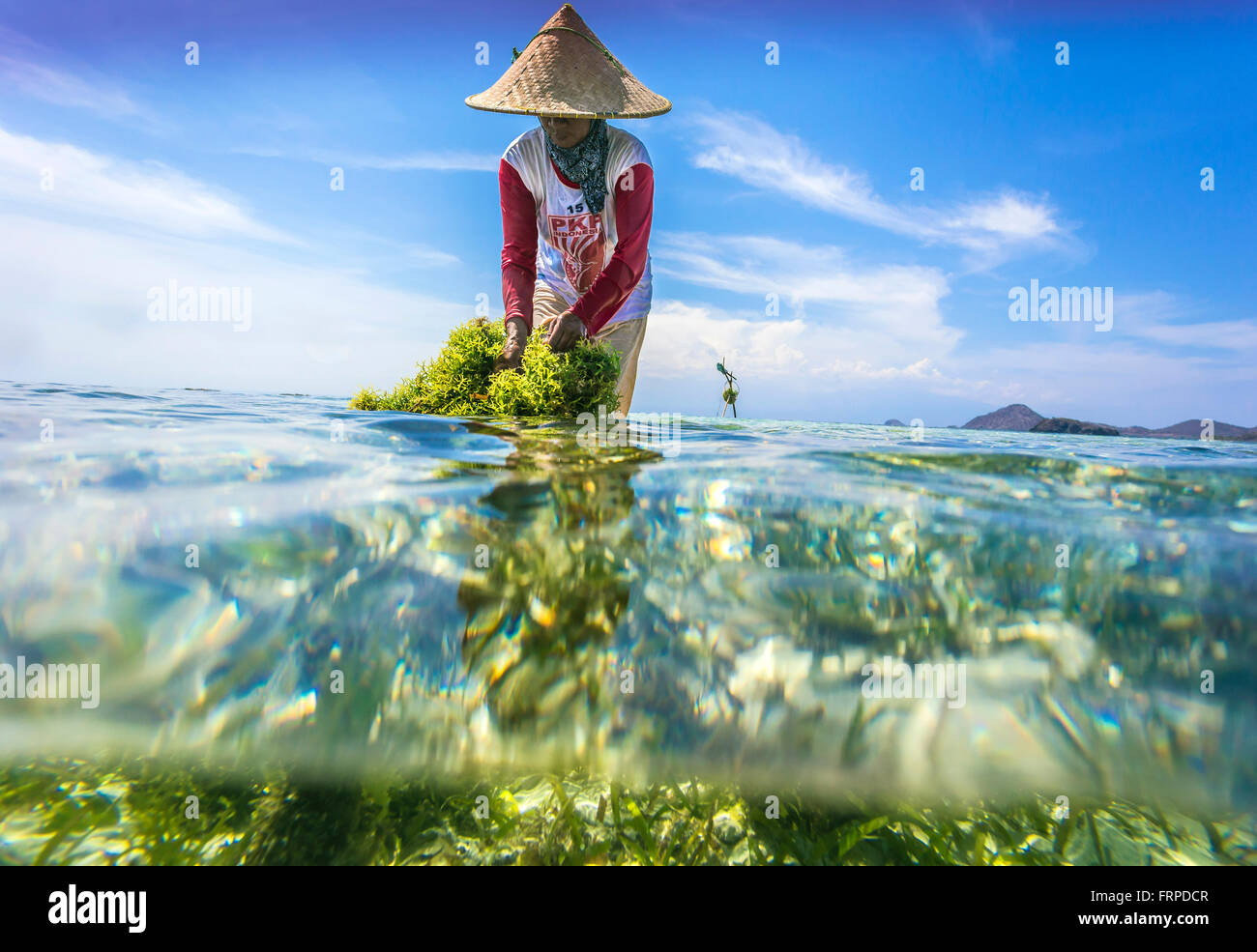 Seaweed farm.Sumbawa.L'Indonésie. Banque D'Images