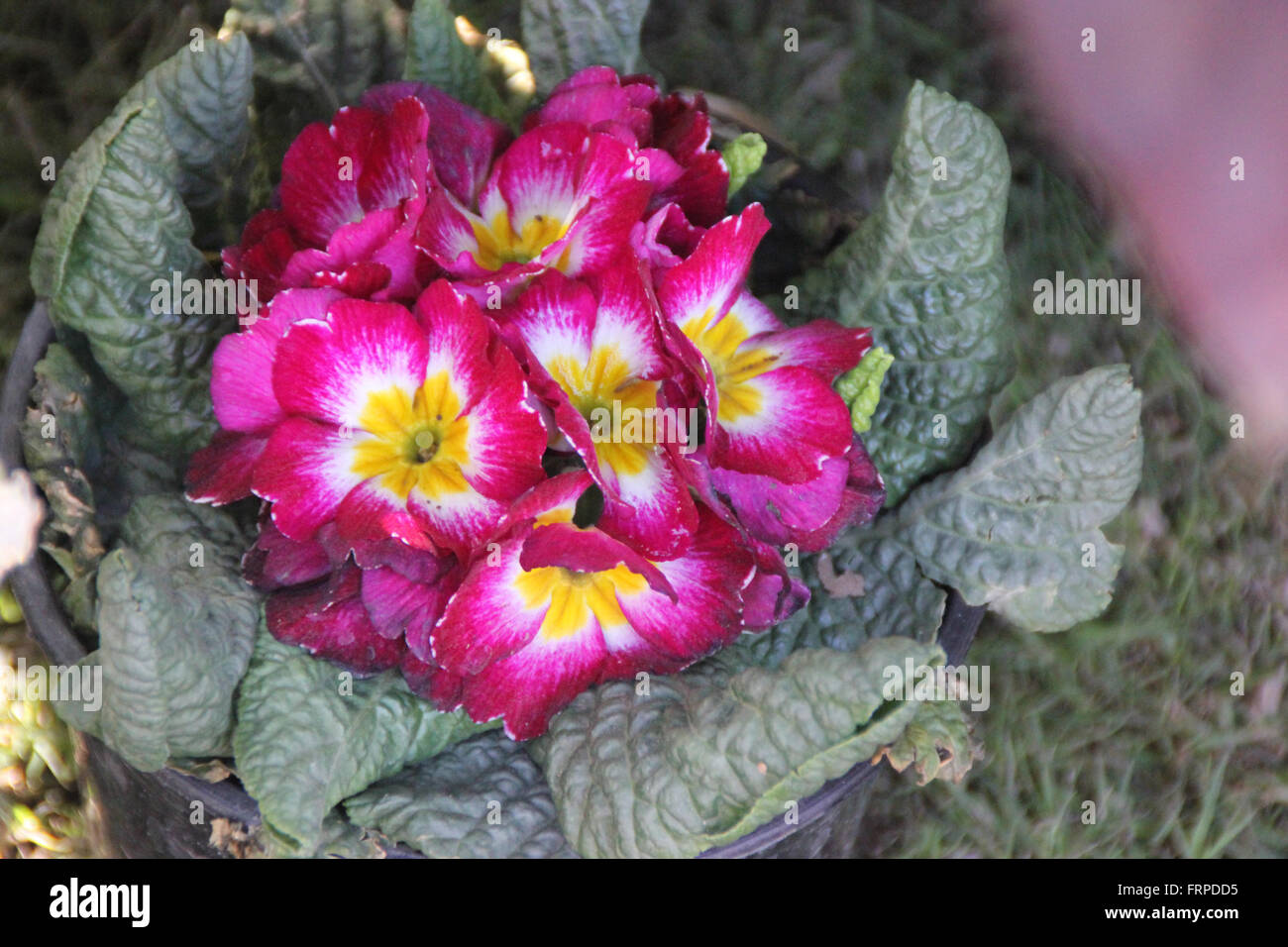 Primuka vulgaris, Famille Primulaceae, ornementales cultivées avec de la rosette basale de feuilles obovales épaisses feuilles et fleurs rouge Banque D'Images