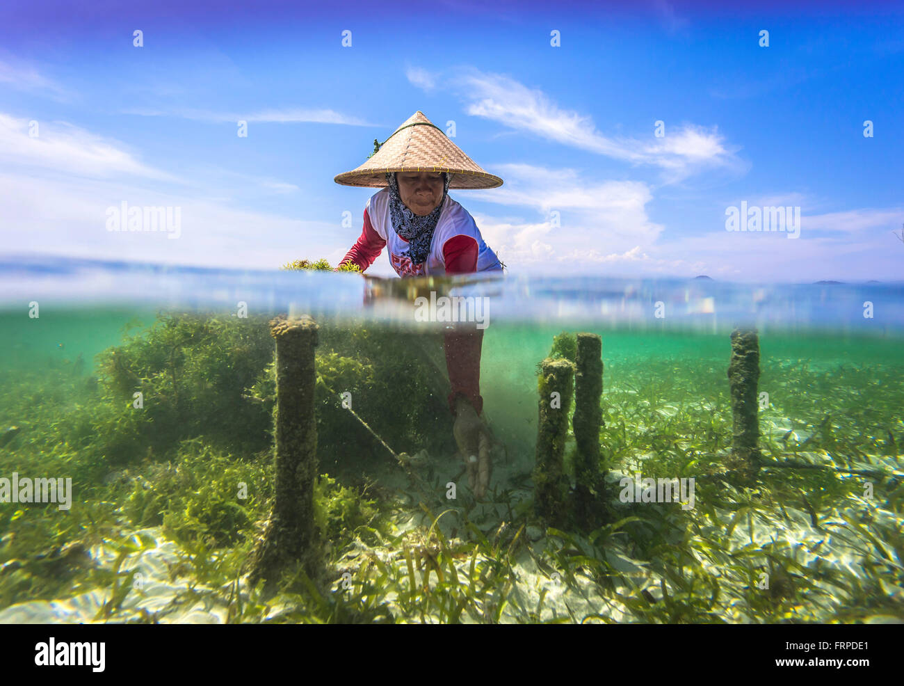Seaweed farm.Sumbawa.L'Indonésie. Banque D'Images