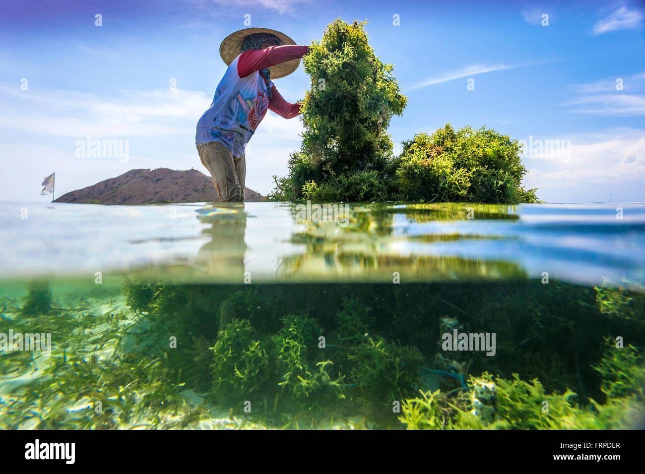 Seaweed farm.Sumbawa.L'Indonésie. Banque D'Images