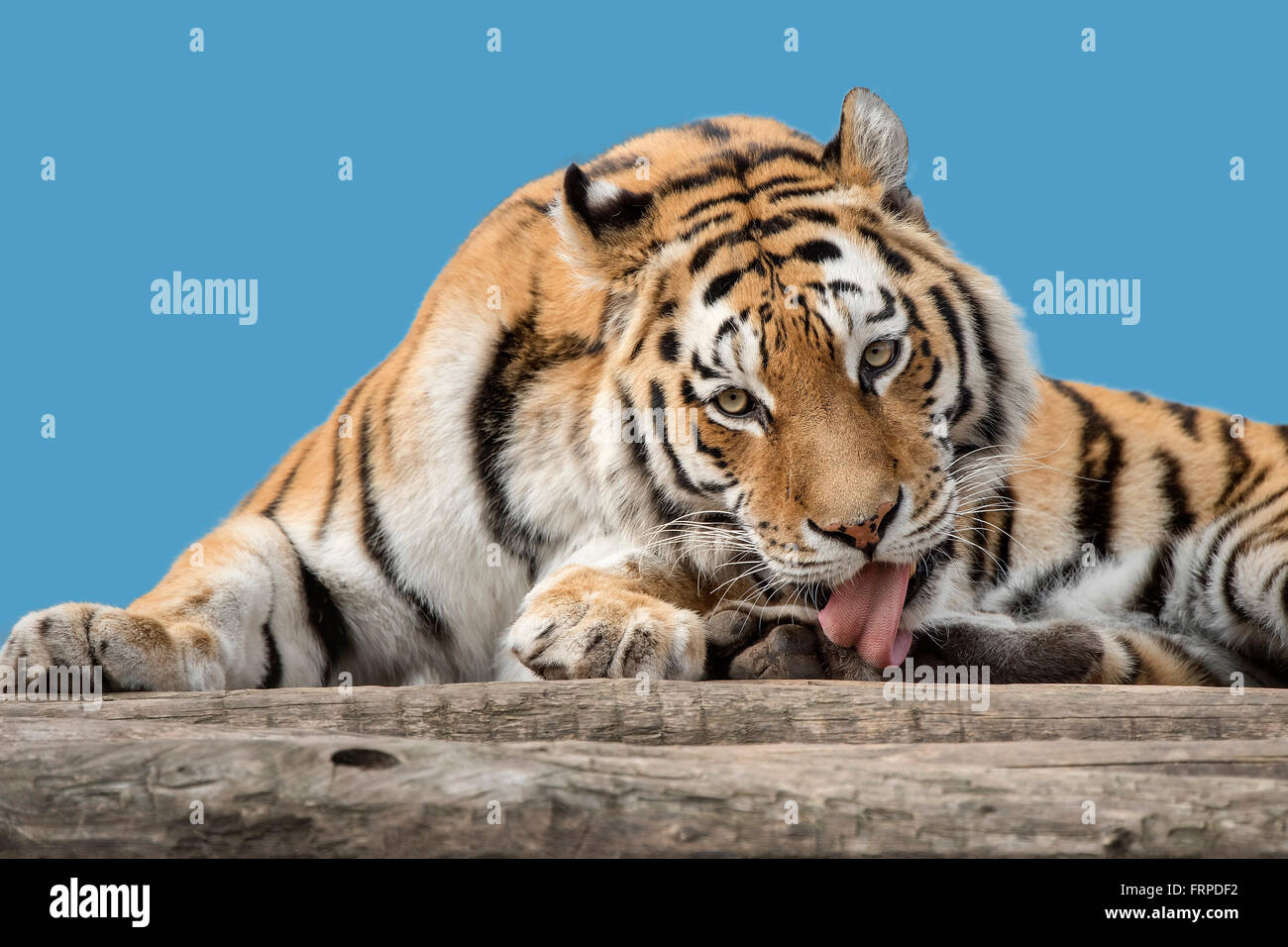 Tigre de Sibérie (Panthera tigris altaica), Banque D'Images