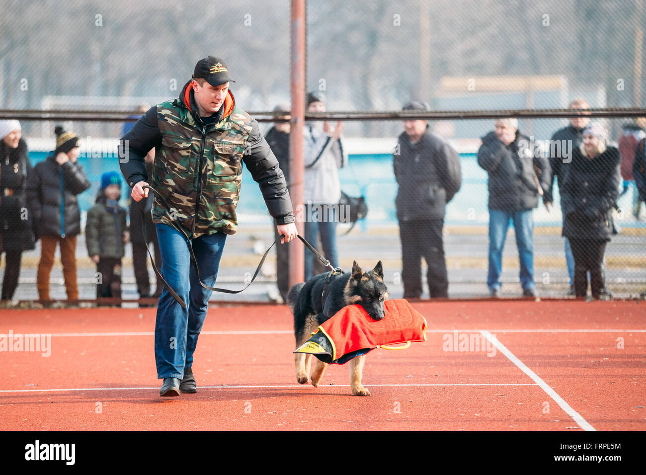 GOMEL, Bélarus - 21 Février 2014 : formation de chien berger allemand à Gomel club sportif régional et décoratives d'élevage de chiens. Bitt Banque D'Images