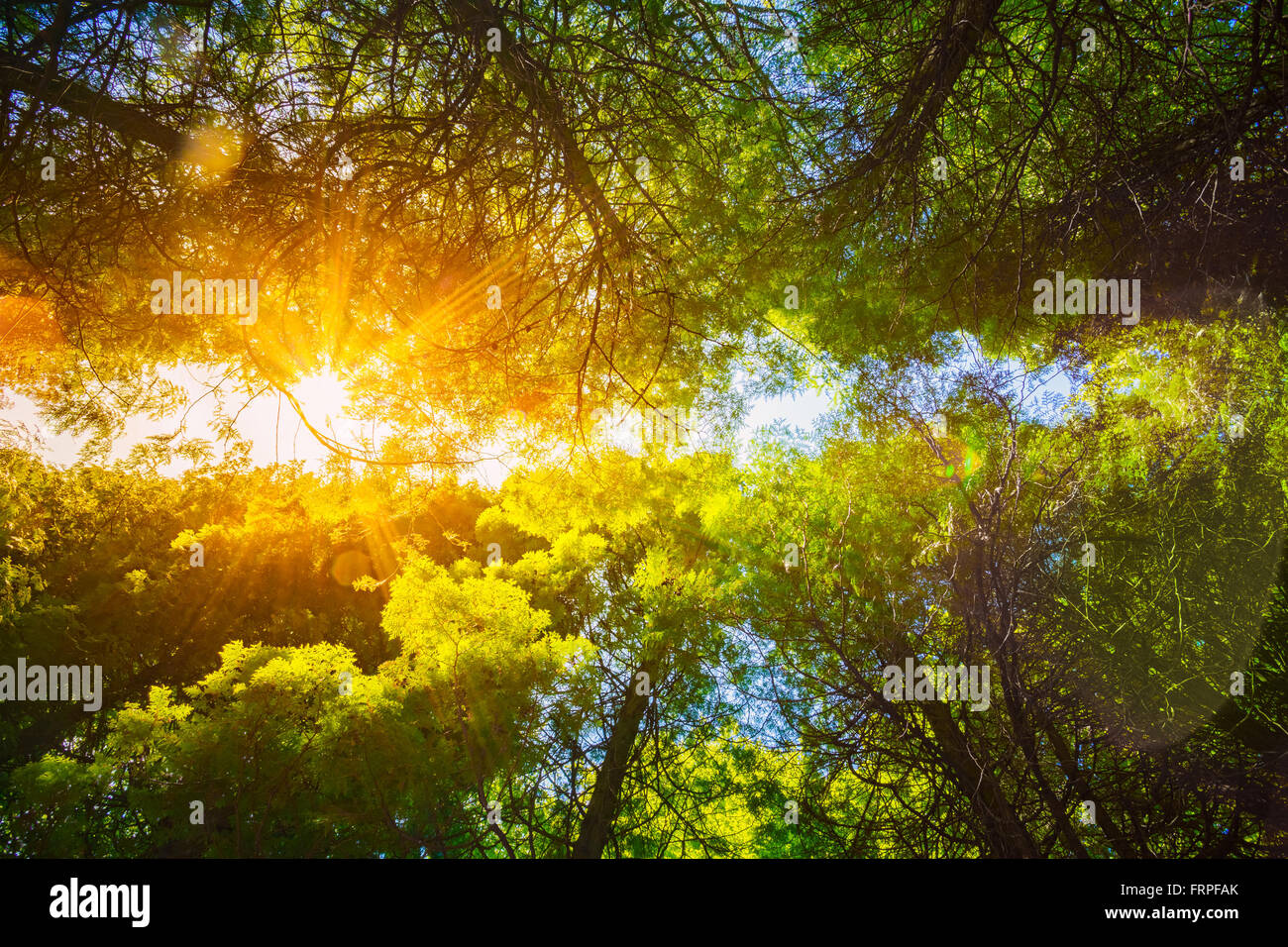 Summer Sun Shining Through couvert de grands arbres des bois. La lumière du soleil dans la forêt de feuillus, en été la nature. Branches supérieures des arbres Retour Banque D'Images