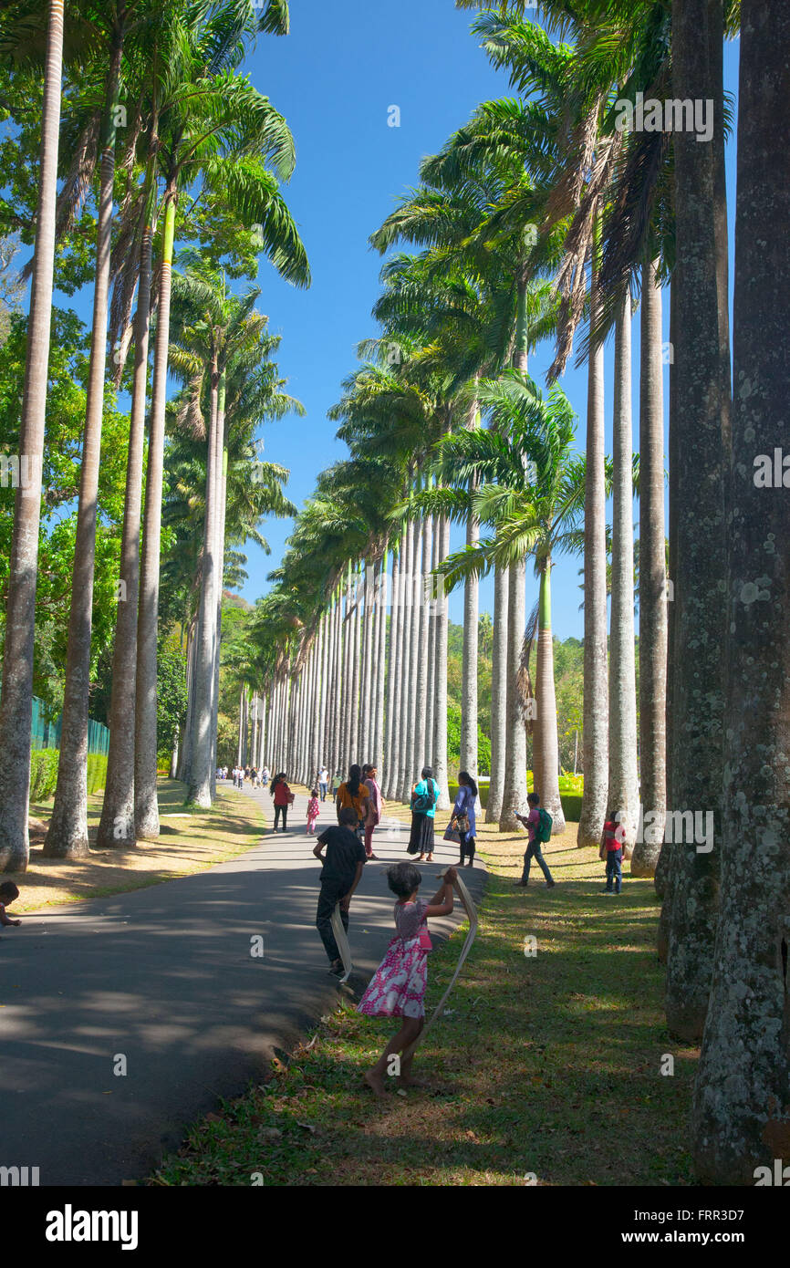Le Palm Drive dans les Royal Botanical Gardens, Peradeniya, Kandy, Sri Lanka Banque D'Images