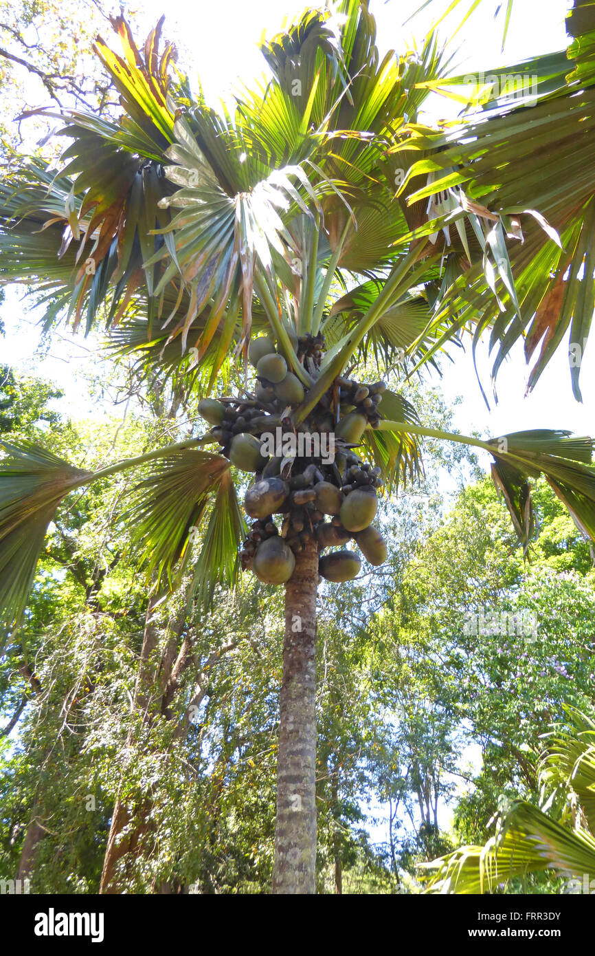 Le Double arbre de noix de coco dans les jardins botaniques royaux, Peradeniya, Kandy, Sri Lanka Banque D'Images