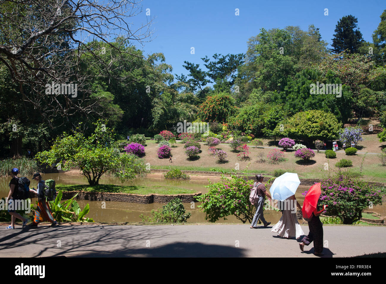 Le petit lac dans les jardins botaniques royaux, Peradeniya, Kandy, Sri Lanka Banque D'Images