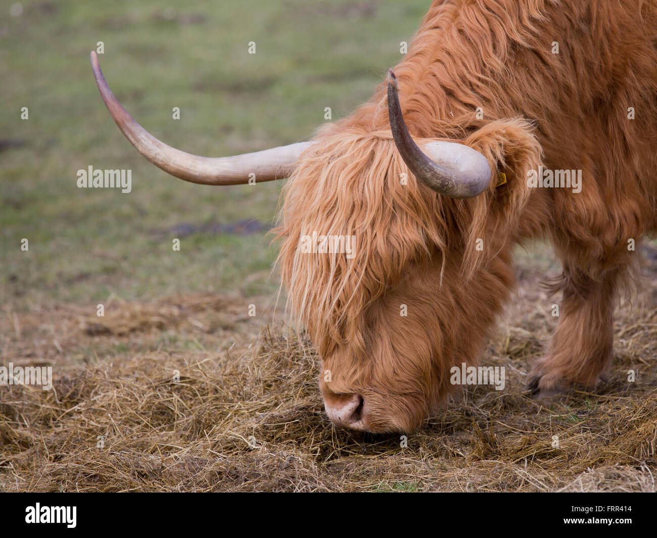 Les vaches highland avec jeune veau paissant dans le Yorkshire millington Banque D'Images