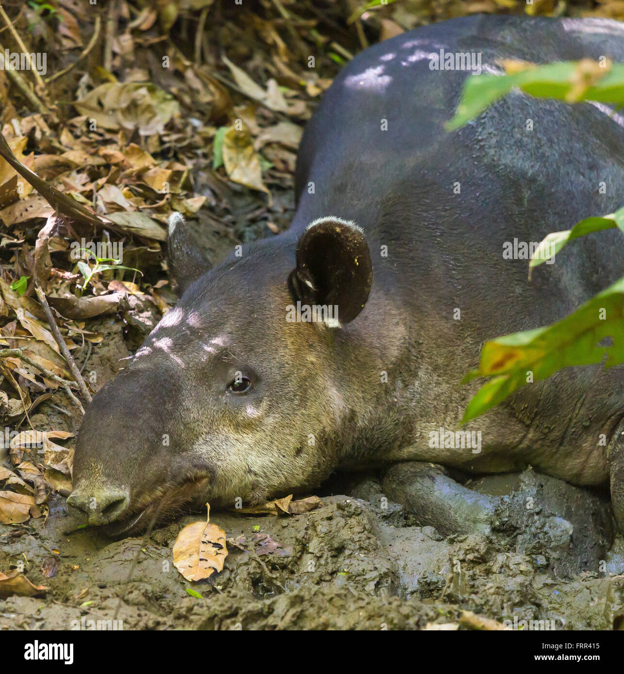 Parc national de Corcovado, COSTA RICA - tapir de Baird, les repos, la péninsule d'Osa. Les espèces en voie de disparition. Tapirus bairdii Banque D'Images