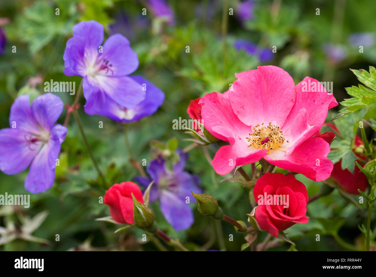 Roses rose et bleu géraniums dans une frontière. Banque D'Images