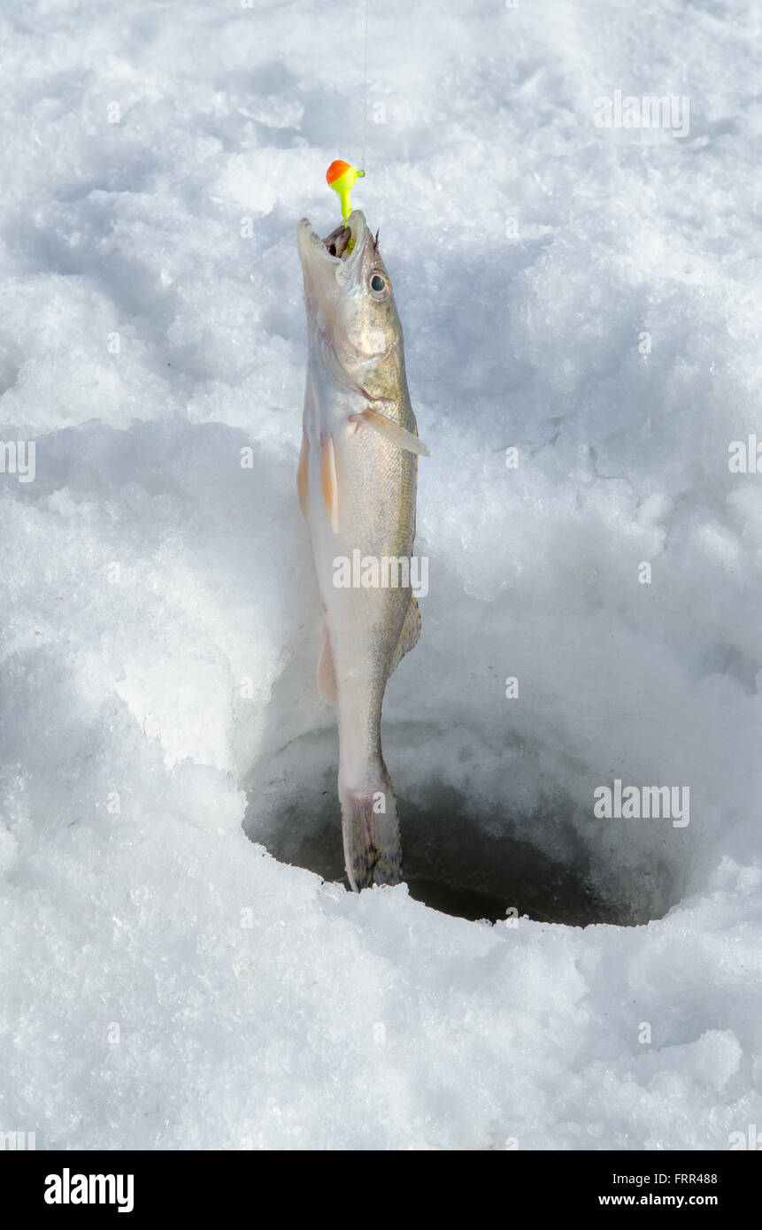 Un jeune poisson doré jaune ou doré est tiré de la pêche sur glace toujours trou des lignes de pêche Banque D'Images