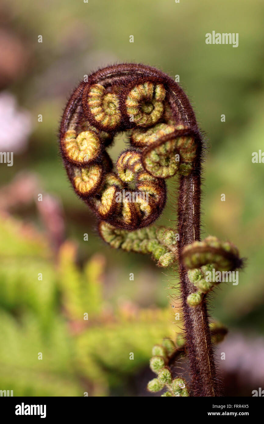 Les jeunes partent à proximité de fougères Punakaiki, île du Sud, Nouvelle-Zélande Banque D'Images