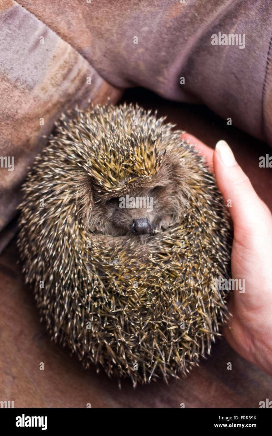 Human hand holding hedgehog sur un canapé à l'intérieur Banque D'Images