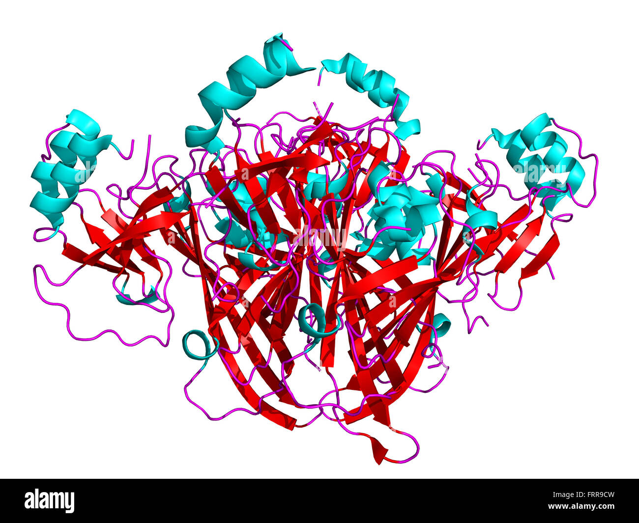 La structure des molécules du virus Ebola VP40 protéine dimère sur fond blanc avec coloration standard - helix en bleu, feuilles en rouge, Banque D'Images