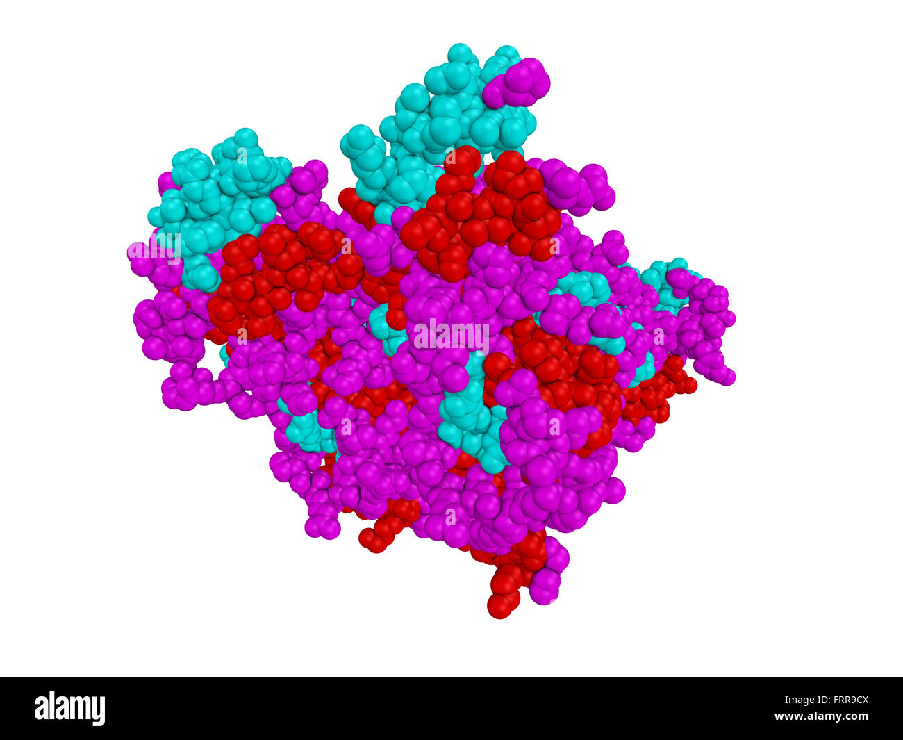 La structure des molécules du virus Ebola VP40 protéine dimère sur fond blanc avec coloration standard - helix en bleu, feuilles en rouge, Banque D'Images