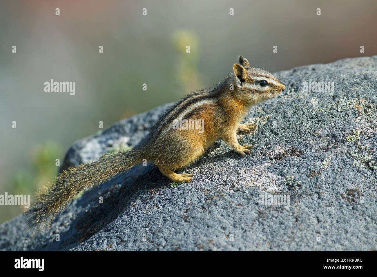 Le tamia mineur (Tamias minimus / Neotamias minimus) sur rock, originaire d'Amérique du Nord Banque D'Images
