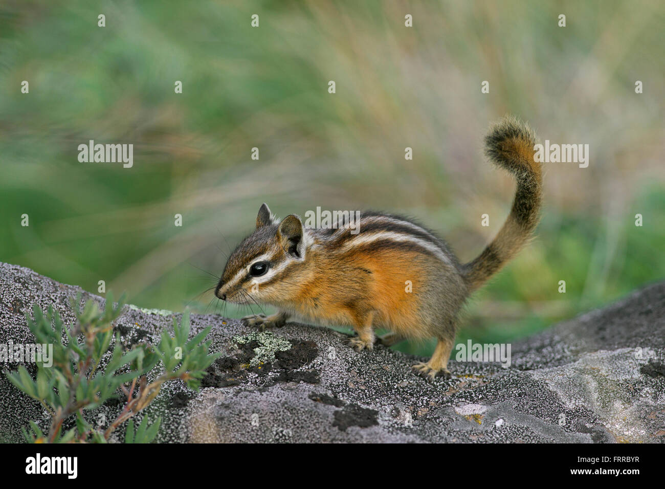 Le tamia mineur (Tamias minimus / Neotamias minimus) sur rock, originaire d'Amérique du Nord Banque D'Images