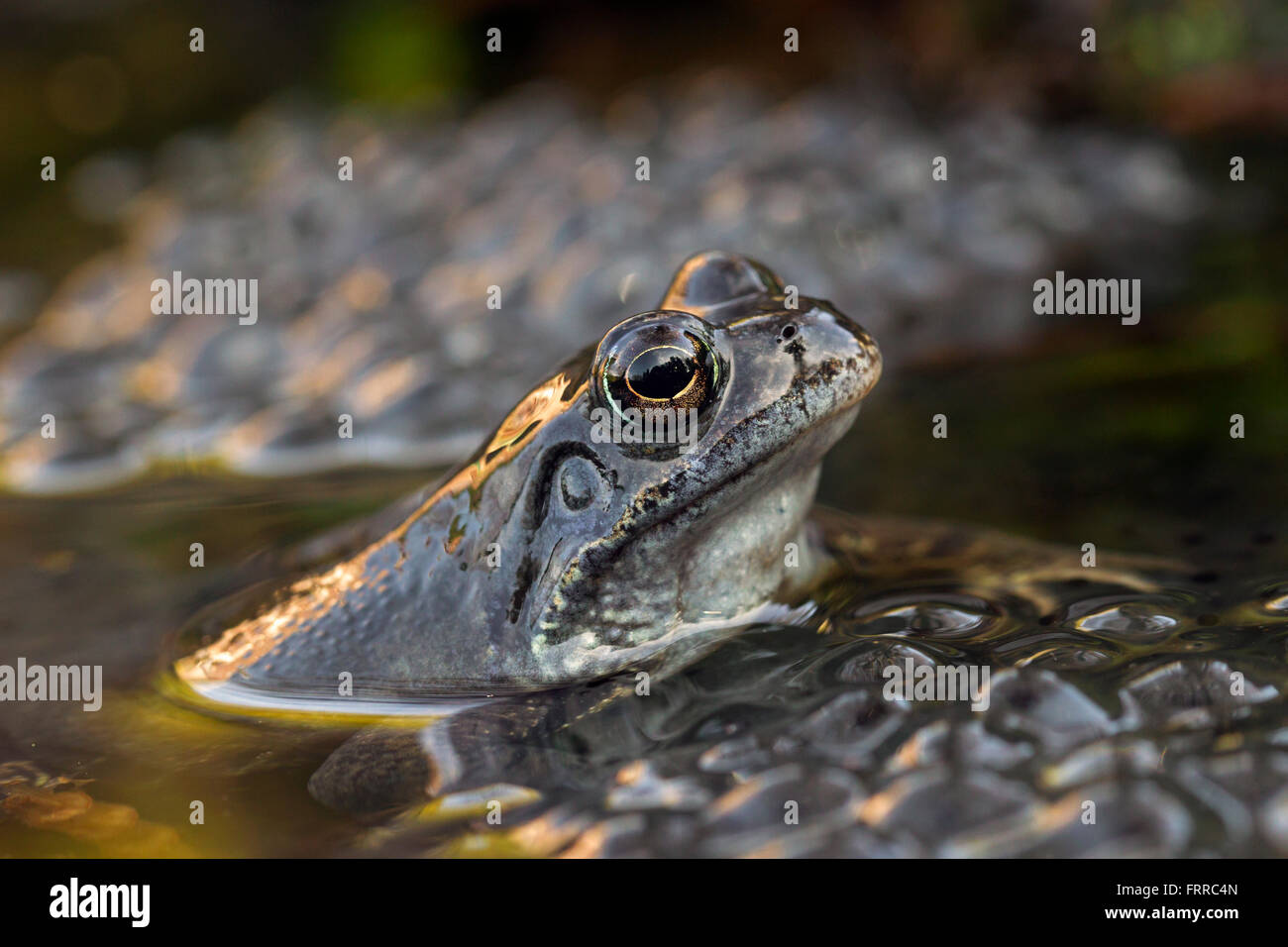 European common frog (Rana temporaria) close up de tête parmi frogspawn en étang Banque D'Images