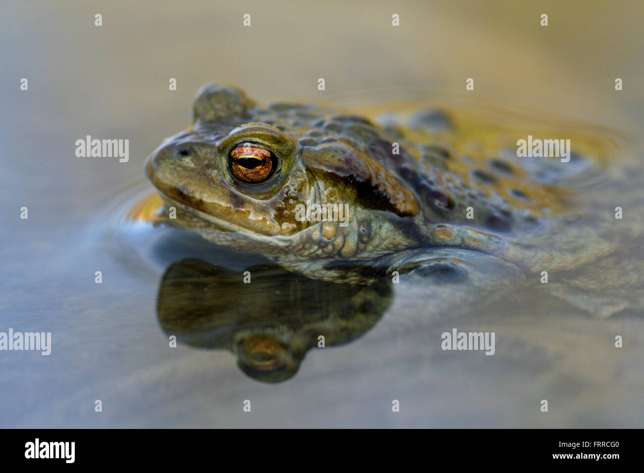 Politique européenne (Bufo bufo) masculin flottant dans l'étang au printemps Banque D'Images