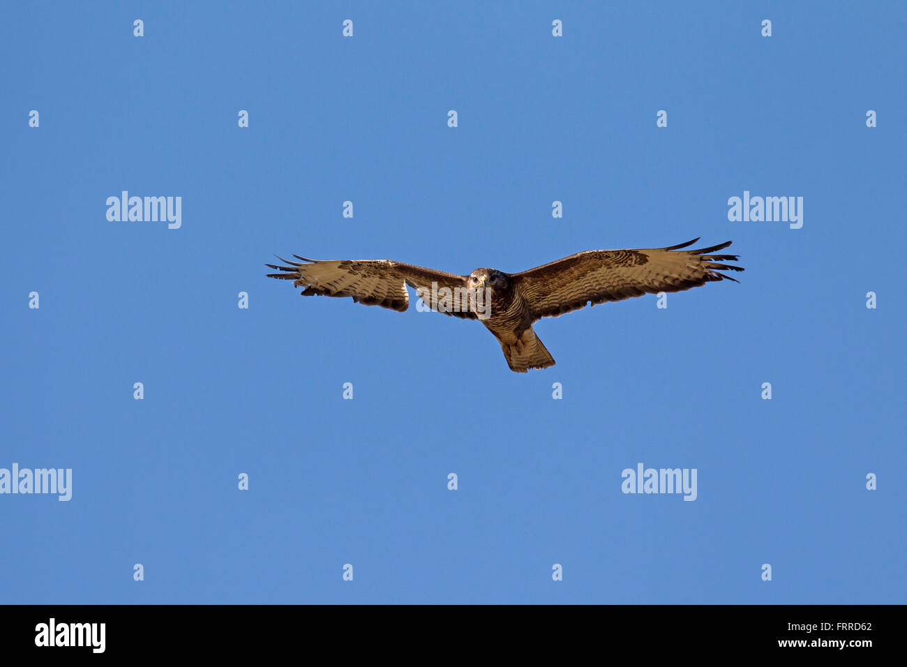 Buse variable (Buteo buteo) en vol avec l'aile endommagée contre le ciel bleu Banque D'Images