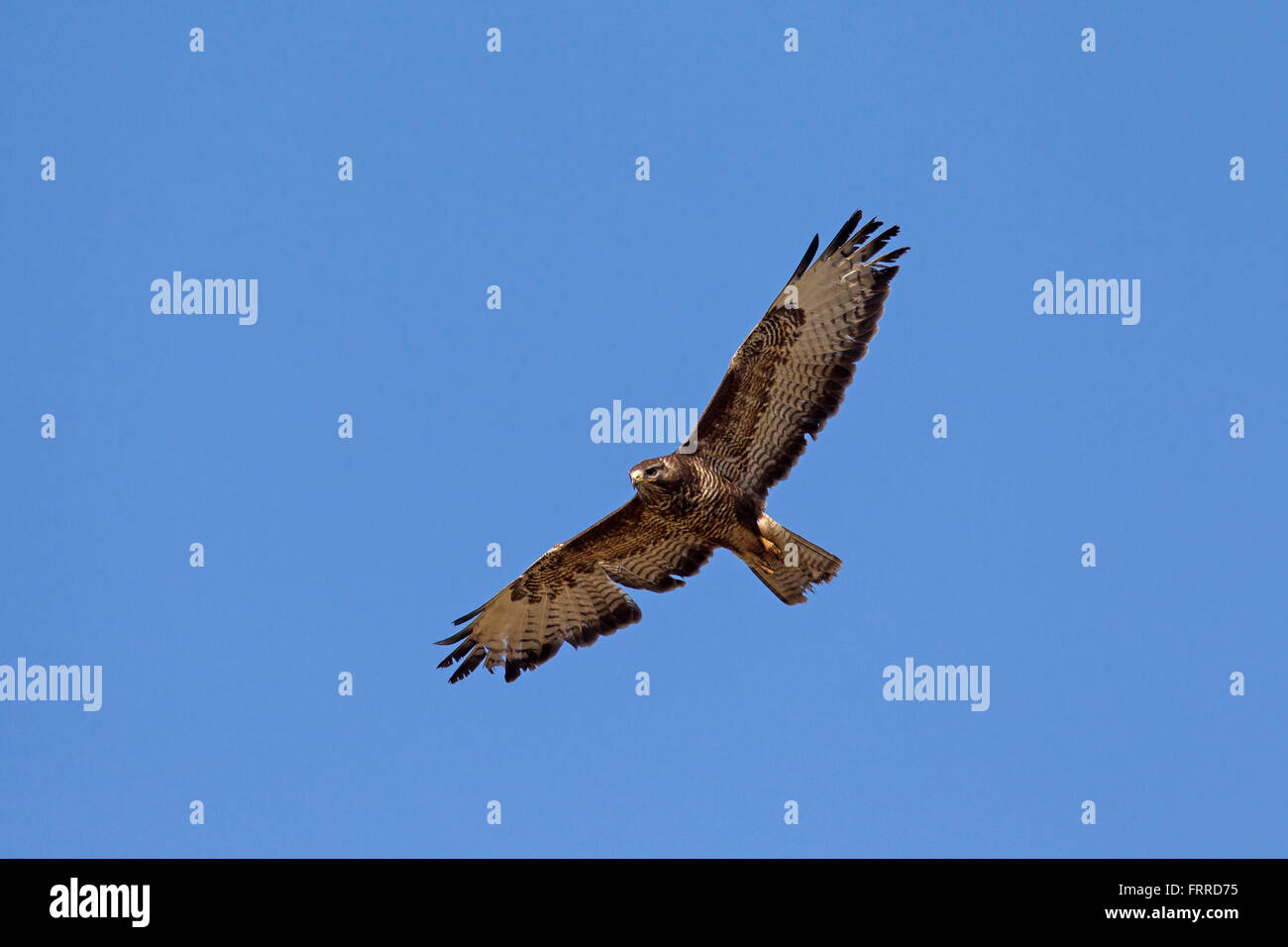 Buse variable (Buteo buteo) en vol sur fond de ciel bleu Banque D'Images