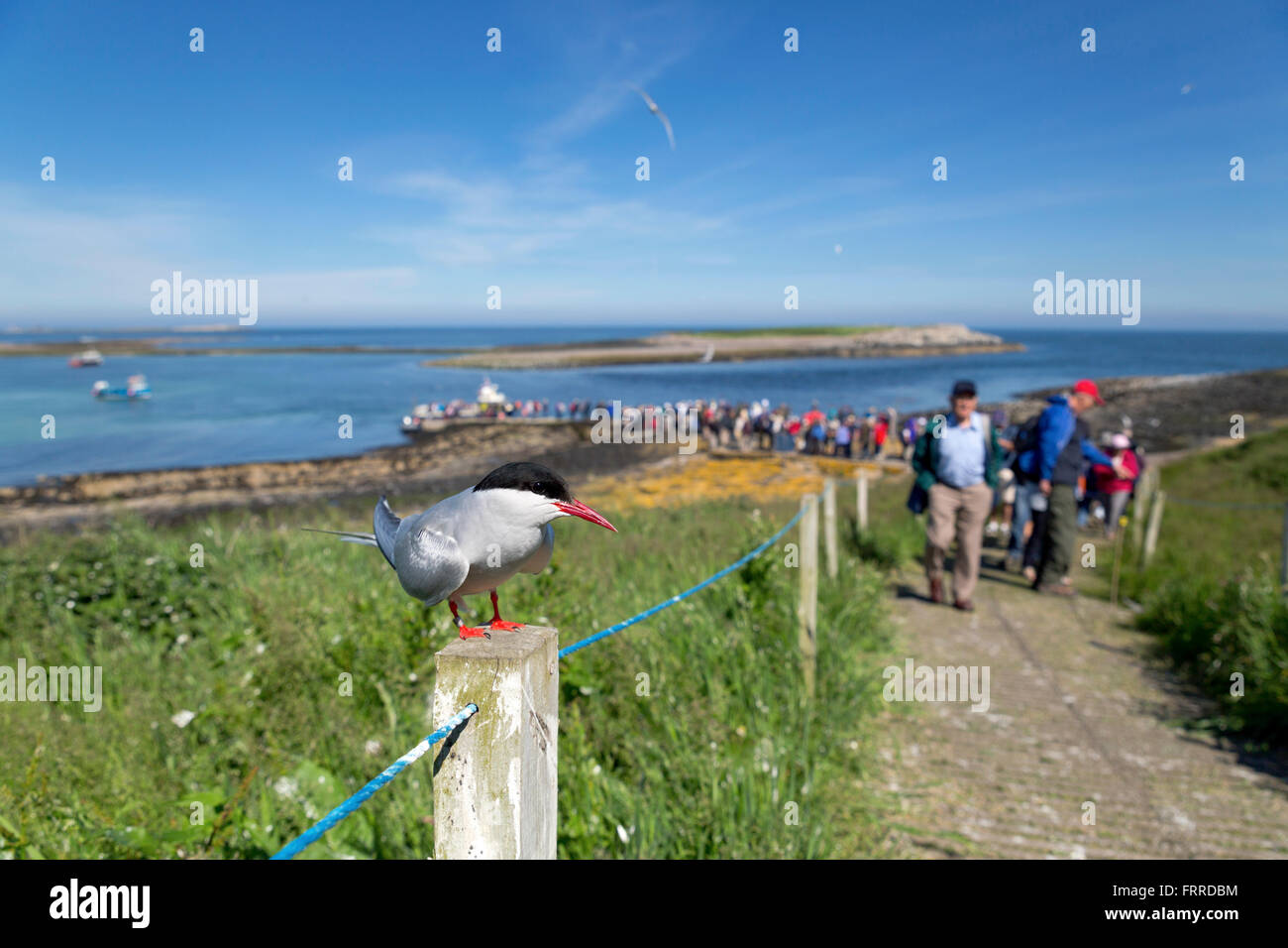 Sterne arctique (Sterna paradisaea) ; seul le piquet de Inner Farne ; Northumberland ; UK Banque D'Images