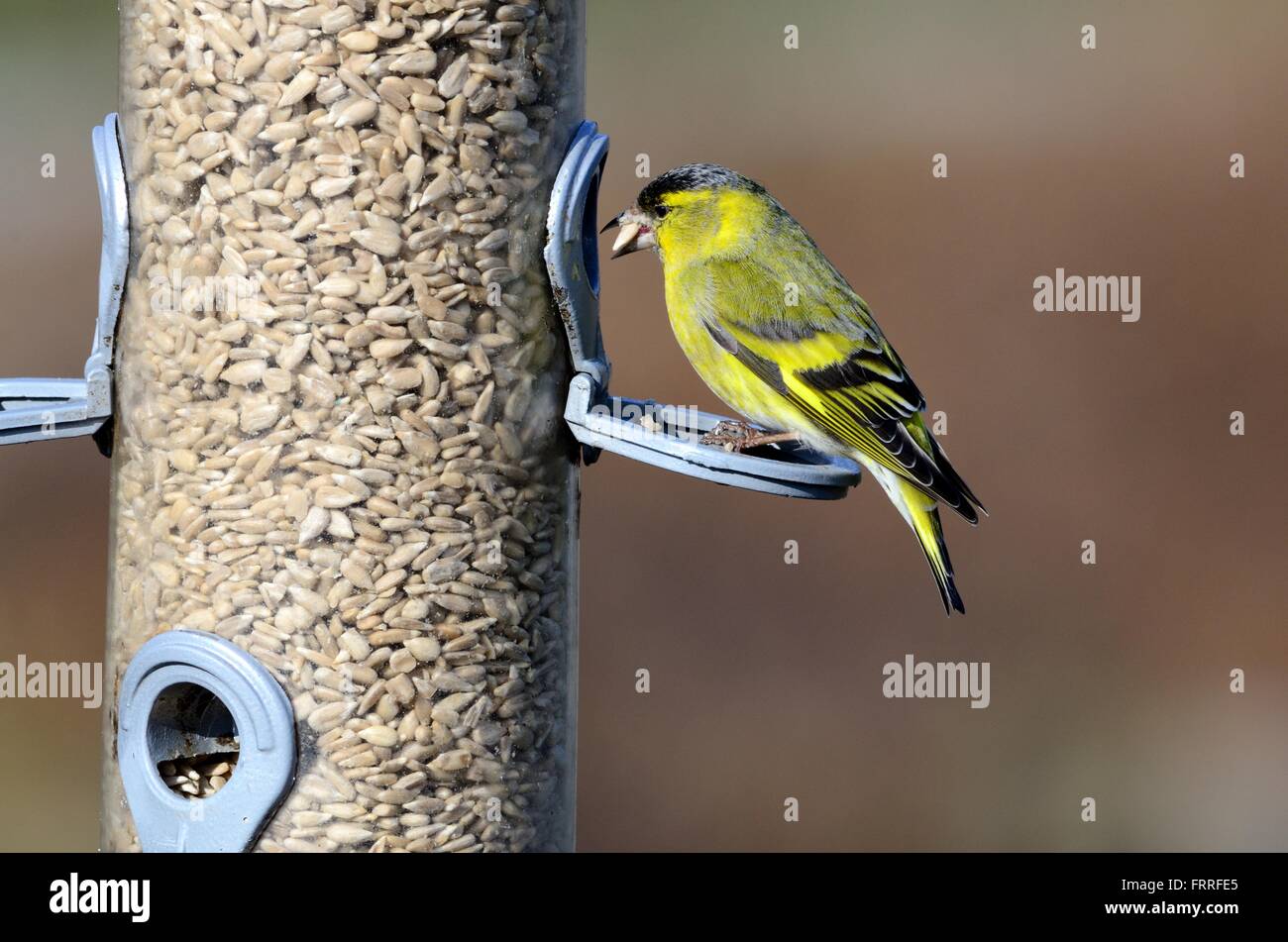 Siskin Carduelis spinus sur une mangeoire avec une graine de tournesol dans son bec Banque D'Images