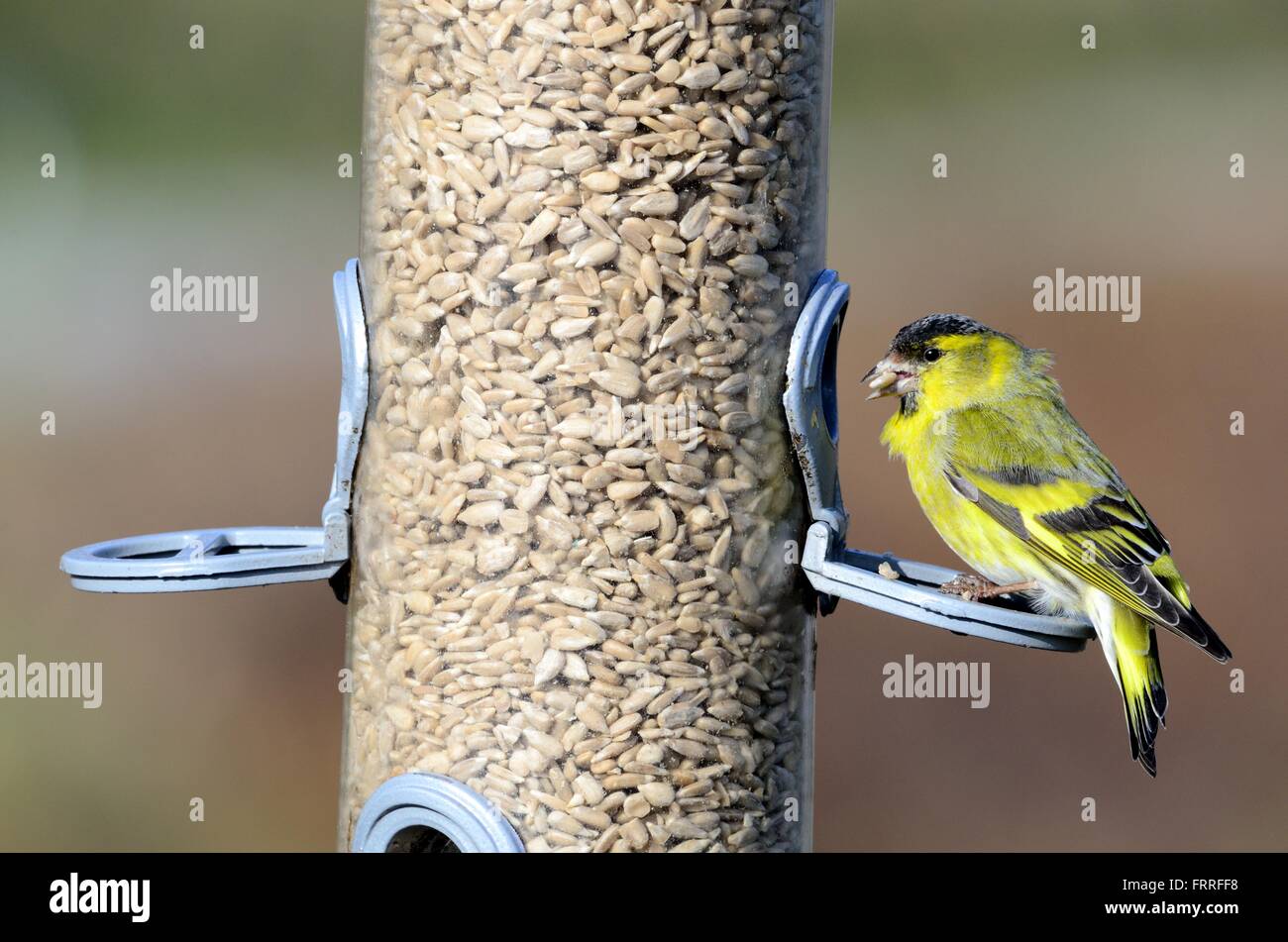 Siskin Carduelis spinus sur une mangeoire avec une graine de tournesol dans son bec Banque D'Images
