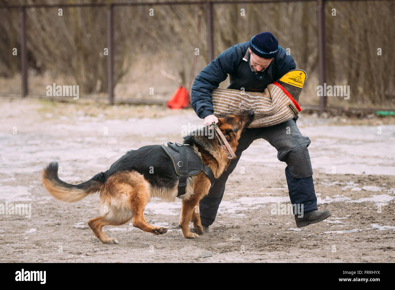 GOMEL, BÉLARUS - février, 20, 2016 : la formation de chien de berger allemand. Chien de mordre. Chien Loup d'Alsace. Deutscher, chien Banque D'Images