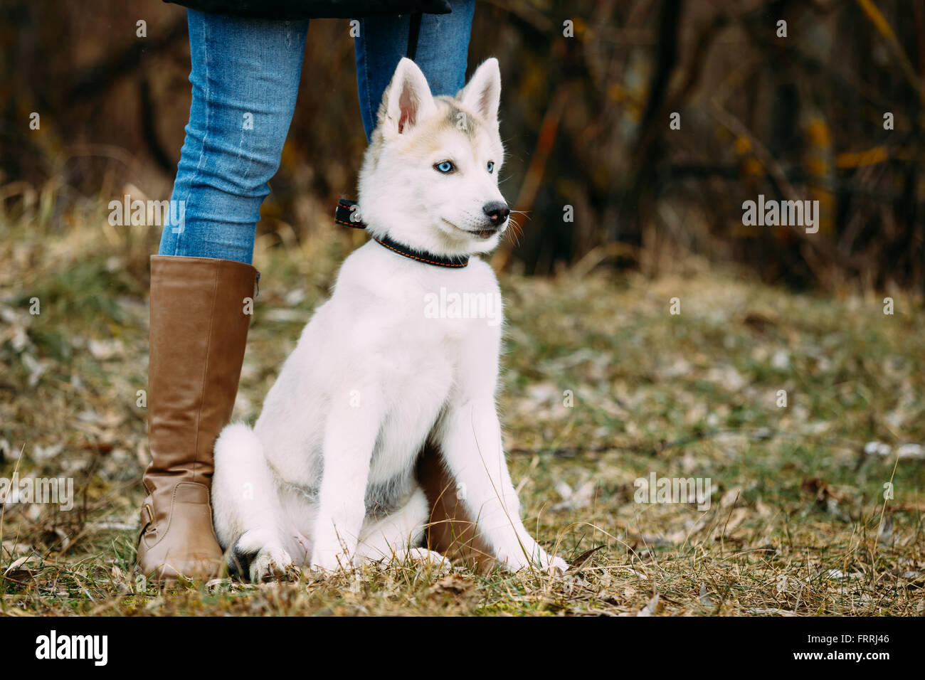Drôle jeune chiot Husky blanc aux yeux bleus s'asseoir en Plein Air Parc de  l'automne. Chiot assis au pied d'une fille en bottes Photo Stock - Alamy