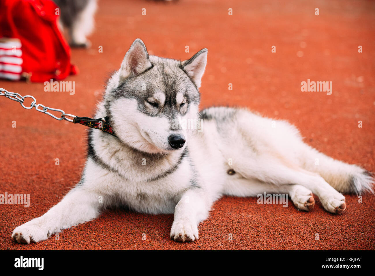 Les jeunes chiens husky Gris et Blanc assis dormir sur marbre Banque D'Images