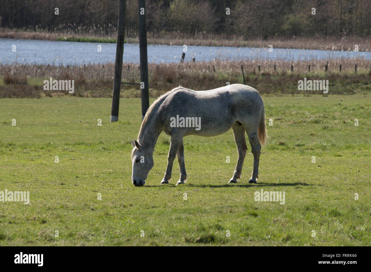 Un Cheval (Equus ferus caballus) paître dans un champ à côté d'un étang. Banque D'Images