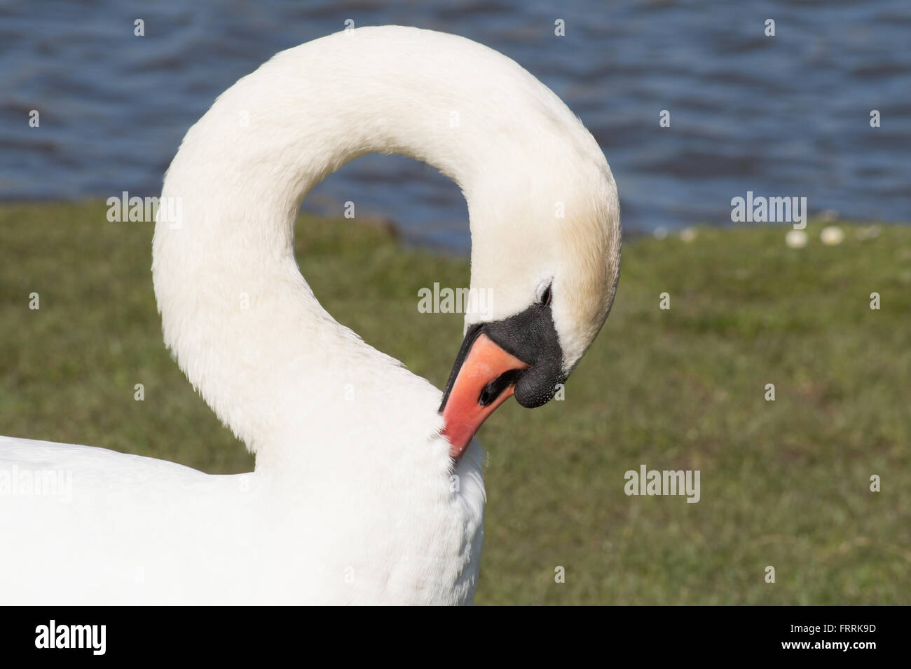 Un portrait d'un cygne tuberculé (Cygnus olor) lissage à côté d'un étang. Banque D'Images