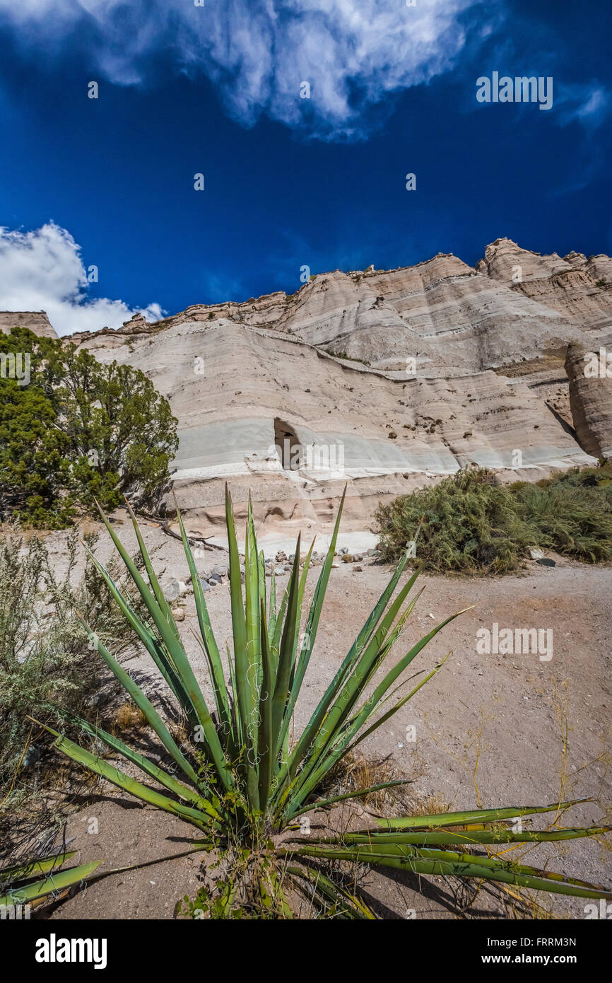 Yucca Yucca baccata, bananes, le long du sentier en boucle grotte à Kasha-Katuwe Tent Rocks National Monument à New Mexico, USA Banque D'Images