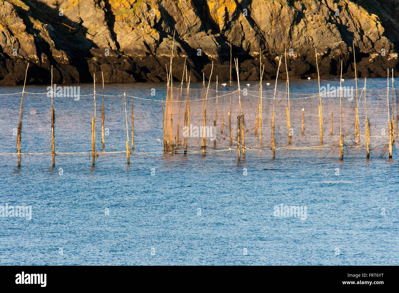 Weir de hareng dans une anse de la baie de Fundy. Banque D'Images
