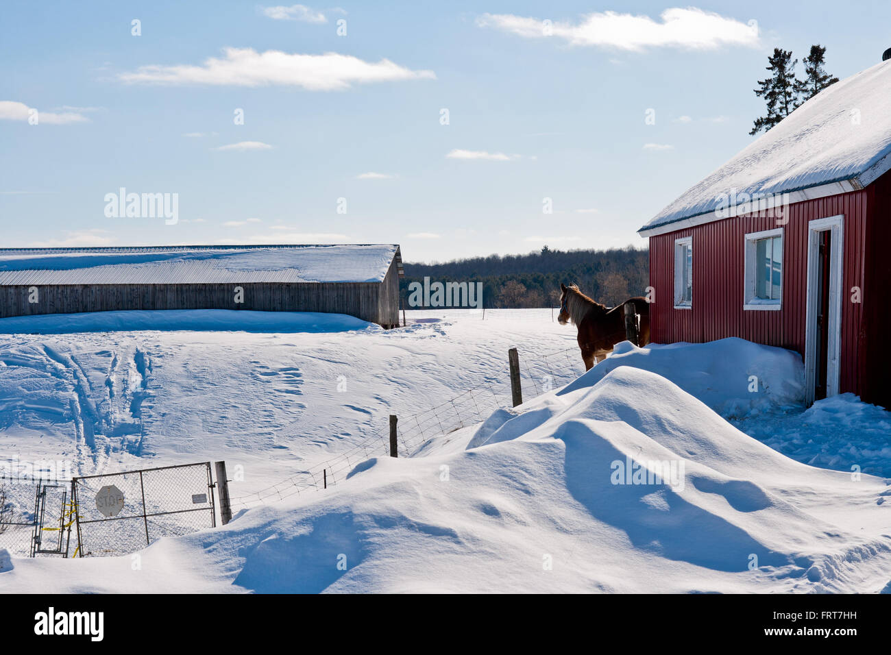 Cheval Clydesdale à mener au pâturage, attend avec impatience le printemps. Banque D'Images