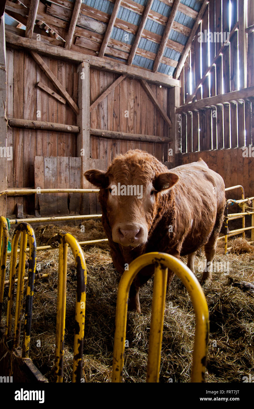 Large Red Bull Angus. Banque D'Images