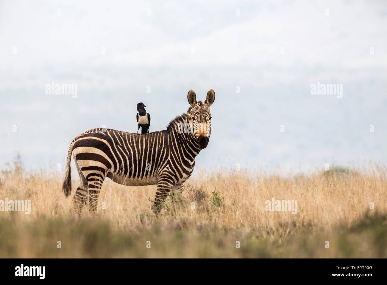 Zèbre de montagne du cap (Equus zebra zebra) avec pied-de-corbeau (Corvus albus) à l'arrière, Mountain Zebra National Park, Afrique du Sud Banque D'Images